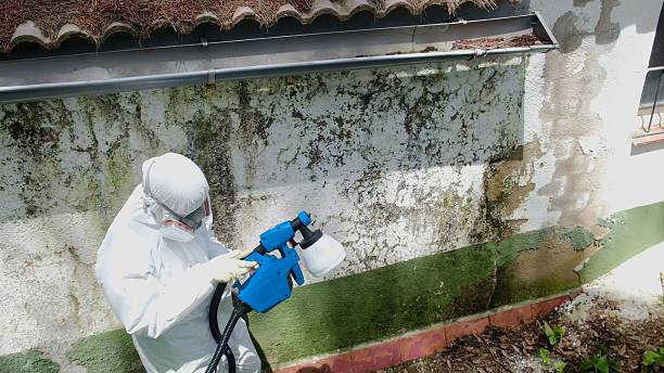 Top rated local Mold Cleanup specialists in Howell, MI